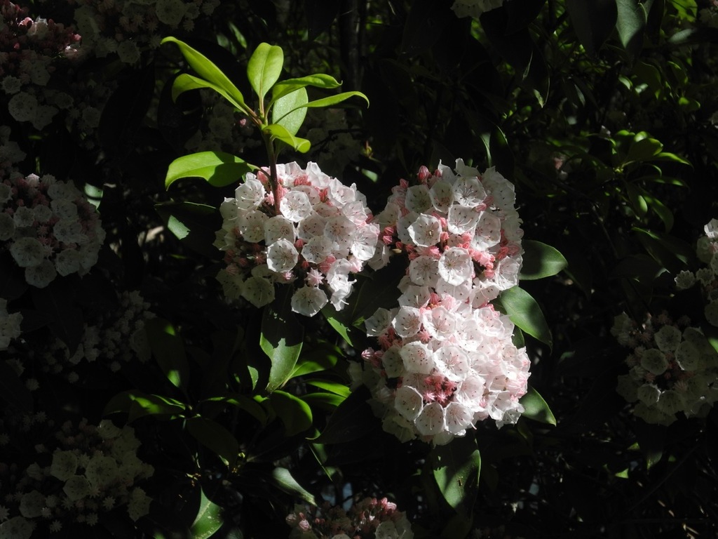 Kalmia latifolia, Chatham County, NC, USA