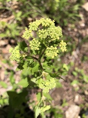 Thaspium chapmanii