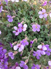 Aubrieta deltoidea
