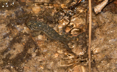 Desmognathus amphileucus