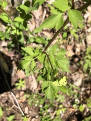 Thaspium chapmanii