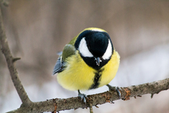 Parus major