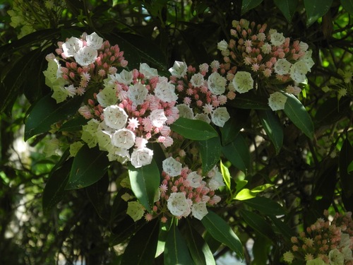 Kalmia latifolia