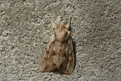 Lithophane petulca