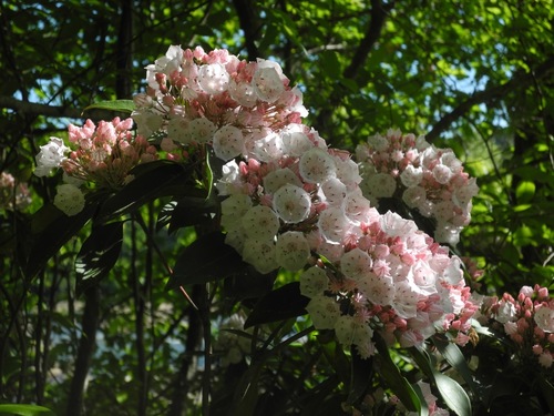 Kalmia latifolia