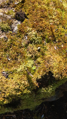 Bryopsida