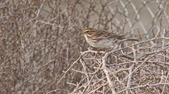 Passerculus sandwichensis