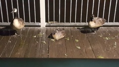 Branta canadensis