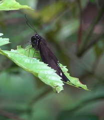 Papilio iswara