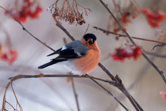 Pyrrhula pyrrhula