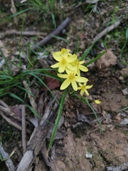 Pauridia trifurcillata