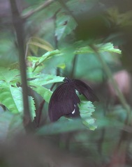 Papilio iswara