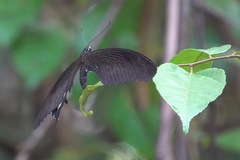 Papilio iswara