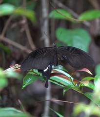 Papilio iswara