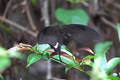 Papilio iswara