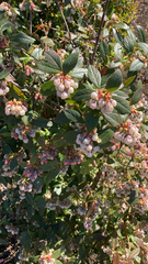 Magnoliopsida