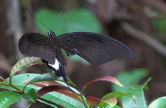 Papilio iswara