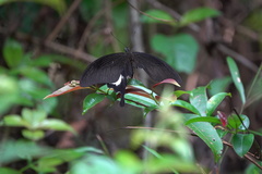 Papilio iswara