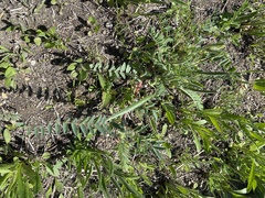 Astragalus tennesseensis