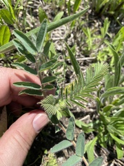 Astragalus tennesseensis