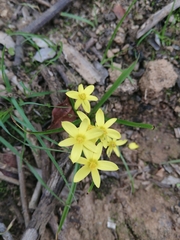 Pauridia trifurcillata