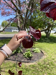 Cercis canadensis