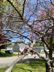 Cercis canadensis