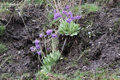 Primula optata