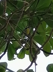 Coereba flaveola