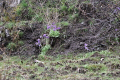 Primula optata