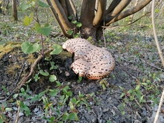 Cerioporus squamosus