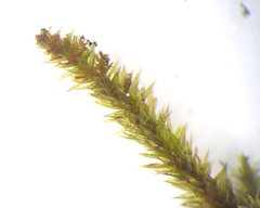 Leucodon andrewsianus