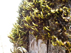 Leucodon andrewsianus