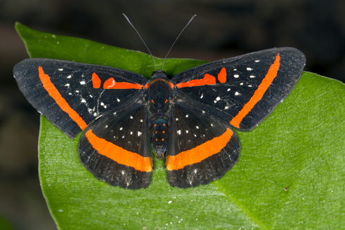 Amarynthis meneria (Cramer, 1776)