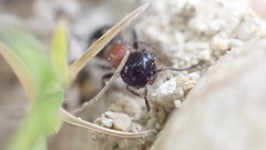 Blakeius bipunctatus