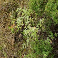 Helichrysum hypoleucum