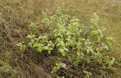 Helichrysum hypoleucum