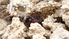 Blakeius bipunctatus