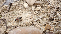 Blakeius bipunctatus