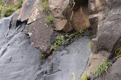 Dracosciadium saniculifolium