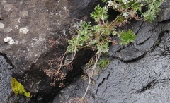 Dracosciadium saniculifolium