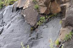 Dracosciadium saniculifolium