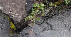 Dracosciadium saniculifolium