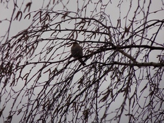 Fringilla montifringilla