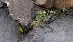 Dracosciadium saniculifolium