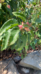 Magnoliopsida