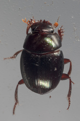 Pseudocanthon perplexus