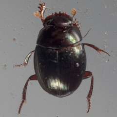 Pseudocanthon perplexus