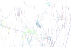 Melanotis caerulescens