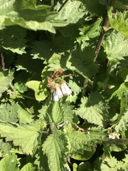 Symphytum × hidcotense